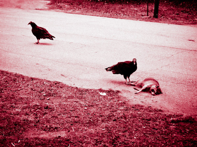 Picture of Vulture Crime Scene St Augustine Florida