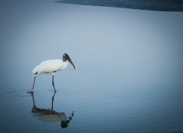 Picture of wading wood stork in St Augustine Florida