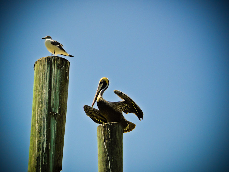 Photo of pelican flexing in Saint Augustine Florida