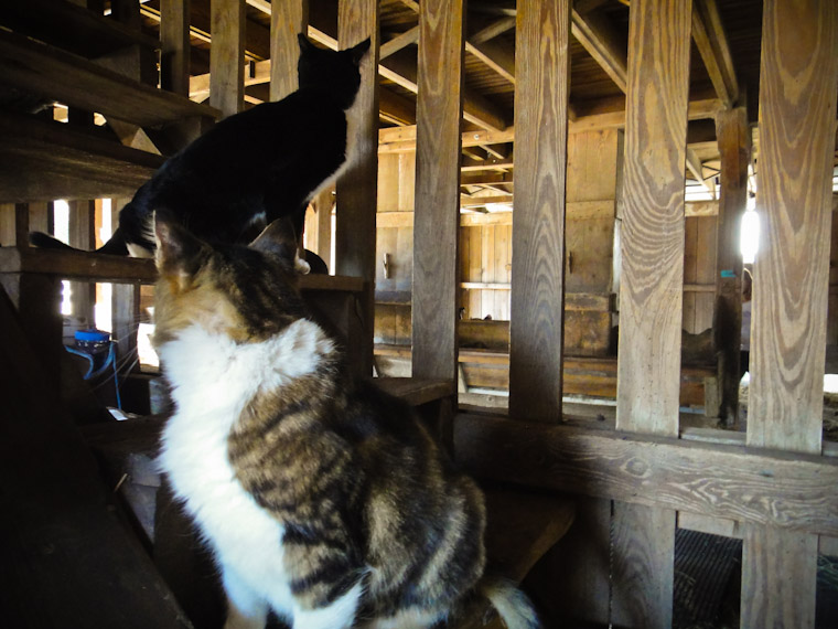 Picture of farm cat backs in Saint Augustine Florida