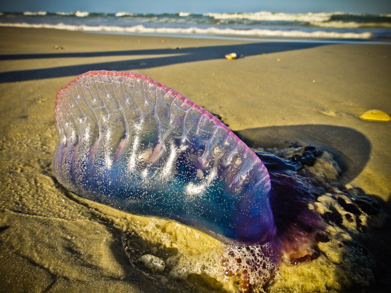 Man of war jelly fish in saint augustine florida