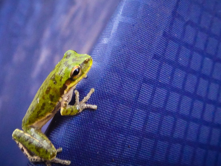 Picture of frog on camping tent