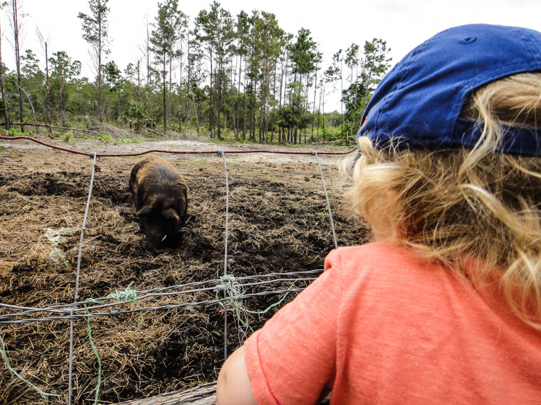 Kid checks out sweet pea the boar at Florida Agricultural Museum