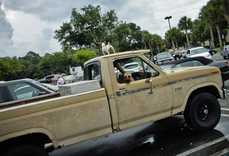 Ford F150 Guard Dogs at Publix
