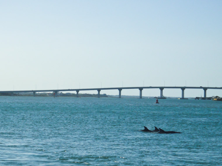 Picture of three dolphins near vilano bridge