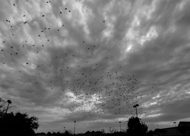 Flock of birds in cloudy sky