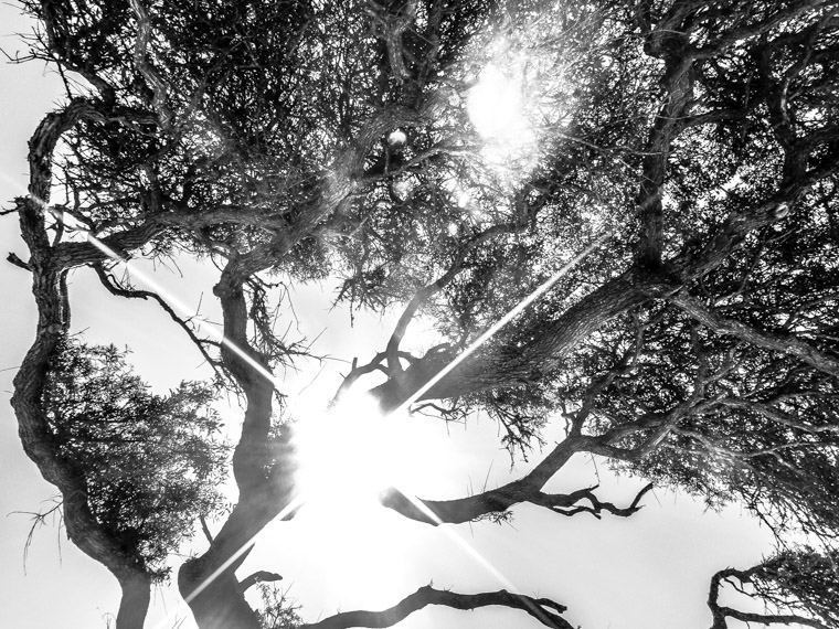 Live oak at anastasia state park